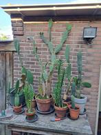 Cactussen, Bloeiende kamerplant, Ophalen, Halfschaduw, 100 tot 150 cm