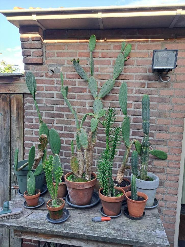 Cactussen, Huis en Inrichting, Kamerplanten, 100 tot 150 cm, Bloeiende kamerplant, Halfschaduw, Ophalen