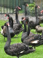 Zwarte Zwanen en zwarthals zwanen., Dieren en Toebehoren, Pluimvee, Meerdere dieren, Gans of Zwaan