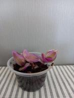 Tradescantia Nanoek, Ophalen, Overige soorten, Halfschaduw, In pot