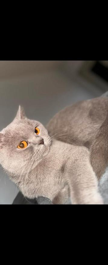 Britse korthaar poes beschikbaar voor biedingen