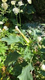 Doornappel Datura stramonium, Overige soorten, Volle zon, Eenjarig, Ophalen of Verzenden