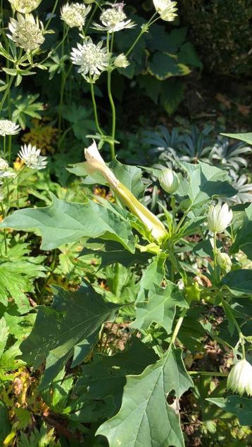 Doornappel Datura stramonium beschikbaar voor biedingen