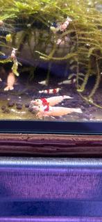 PRL crystal red garnalen, Dieren en Toebehoren, Vissen | Aquariumvissen, Kreeft, Krab of Garnaal