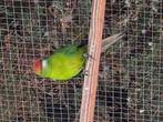 Roodvoorhoofd kakariki man, Dieren en Toebehoren, Mannelijk, Parkiet