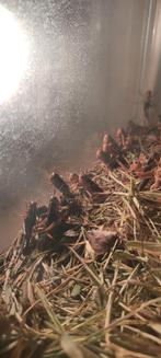 Sprinkhanen voederdieren, Ophalen of Verzenden