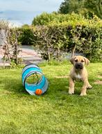 Boerboel pups met stamboom, Dieren en Toebehoren, Parvo, 8 tot 15 weken, Meerdere, Meerdere dieren
