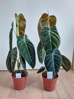 Philodendron Melanochrysum - Philodendron H: 54 cm., Huis en Inrichting, Kamerplanten, Ophalen, Overige soorten, Halfschaduw, Minder dan 100 cm
