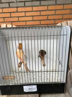 Harlekijnkanaries, Dieren en Toebehoren, Vogels | Kanaries, Meerdere dieren, Postuurkanarie