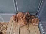 5 jonge konijntjes, Dieren en Toebehoren, Konijnen, Meerdere dieren, Klein, 0 tot 2 jaar