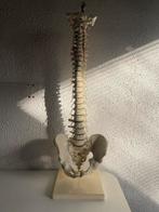 Wervelkolom model op standaard, Ophalen