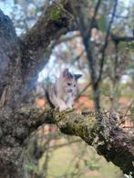 Lieve kitten te koop!, Dieren en Toebehoren, Poes