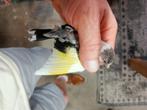 Parva Medium bond. Man 2025, Dieren en Toebehoren, Vogels | Overige Vogels