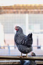 Goede leggers | Sussex Koekoek | Passend advies