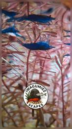 🦐 Prachtige blauwe garnalen 💎Blue Dream💎, Kreeft, Krab of Garnaal, Zoetwatervis, Schoolvis