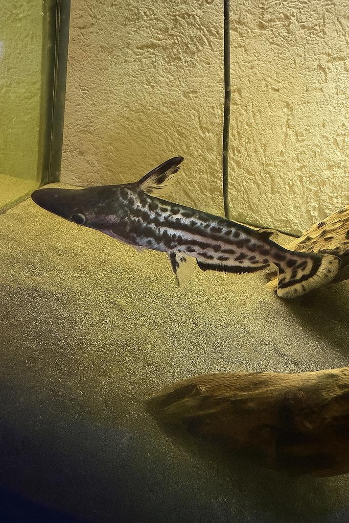 Hellingkop Meerval (Ageneiosus Magoi), Dieren en Toebehoren, Vissen | Aquariumvissen, Vis