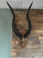 MOOIE KOEDU SCHEDEL & HOORNS, Ophalen, Gebruikt, Wild dier, Schedel