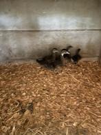 Manderijn/Carolina eenden kuikens 6weken, Dieren en Toebehoren, Pluimvee, Meerdere dieren, Eend