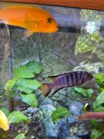 Compleet Malawi bestand T.E.A.B, Dieren en Toebehoren, Vissen | Aquariumvissen, Vis, Zoetwatervis