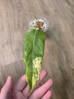 Philodendron Domesticum Variegata 2, Huis en Inrichting, Kamerplanten, Ophalen of Verzenden, Overige soorten, Minder dan 100 cm