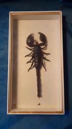 Opgezette schorpioen met los stukje, Ophalen of Verzenden, Gebruikt, Insect, Opgezet dier