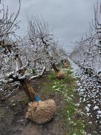 Oude Perenbomen, Ophalen, Overige soorten