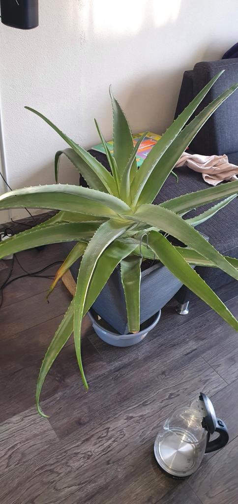 Grote aloevera, Huis en Inrichting, Kamerplanten, Overige soorten, Ophalen