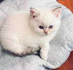 Prachtig Brits Korthaar kitten, Dieren en Toebehoren, Meerdere dieren, Met stamboom, 0 tot 2 jaar
