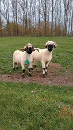 Walliser Schwarznase dekram top dier, Dieren en Toebehoren, Mannelijk, Schaap, 3 tot 5 jaar