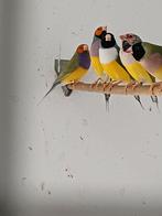 Gouldamadines, Meerdere dieren, Tropenvogel