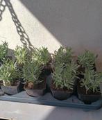 Te koop lavendel, Volle zon, Eenjarig, Zomer, Ophalen