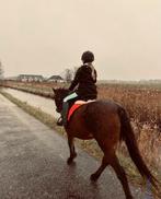 Goed thuis gezocht voor oudere merrie, Dieren en Toebehoren, Merrie, Recreatiepaard, 11 jaar of ouder