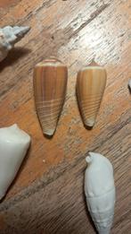 Schelpen diversen, Ophalen of Verzenden, Overige soorten, Overige typen