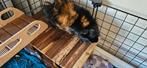 Lieve ongecastreerde Beer, Cavia, Mannelijk, Tam, September