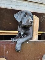 Prachtige lieve labrador kruising pups, Dieren en Toebehoren, Honden | Niet-rashonden, Meerdere, 8 tot 15 weken, Meerdere dieren