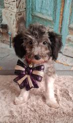 Harlekijn (grijs/zwart wit) toy poedel pupje, reu️, Dieren en Toebehoren, Honden | Chihuahua's en Gezelschapshonden, Poedel, Reu