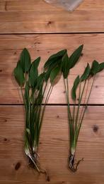 Aquarium planten, Ophalen, Zo goed als nieuw