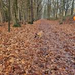 Charismatische, aanhankelijke Mechelse herder reu, Dieren en Toebehoren, Honden | Herdershonden en Veedrijvers, Rabiës (hondsdolheid)