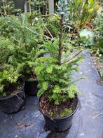 Kerstbomen plantgoed, Tuin en Terras, Planten | Struiken en Hagen, Ophalen, Overige soorten, Minder dan 100 cm