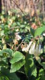 Smeerwortel, 10 plantjes, bodembedekker, Ophalen, Bodembedekkers, Volle zon, Vaste plant