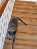 Blauwe rus kater, Dieren en Toebehoren, Katten en Kittens | Raskatten | Korthaar, 3 tot 5 jaar