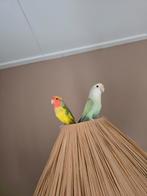 Koppeltje agapornissen, Dieren en Toebehoren, Meerdere dieren, Dwergpapegaai of Agapornis