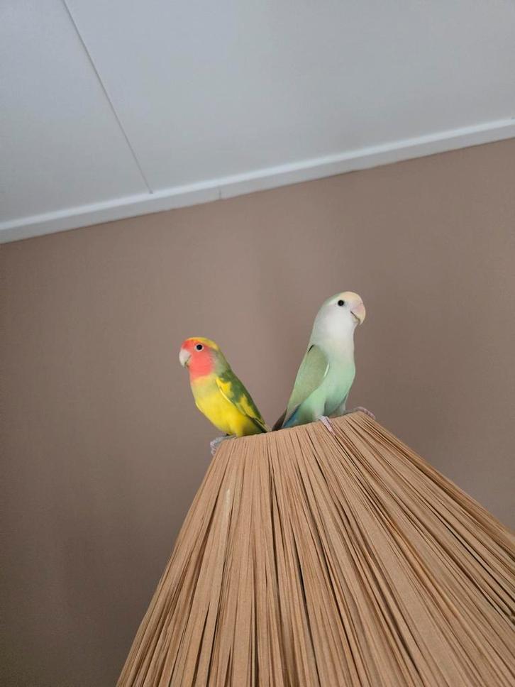 Koppeltje agapornissen, Dieren en Toebehoren, Vogels | Parkieten en Papegaaien, Dwergpapegaai of Agapornis, Meerdere dieren