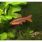 sherry barbeel 2.50 per stuk, Vis, Zoetwatervis