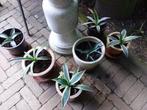 Afave stekken, Tuin en Terras, Planten | Tuinplanten, Ophalen, Bloeit niet, Overige soorten, Volle zon