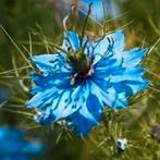Zaden juffertje-in-het-groen wit of blauw - Nigella sativa, Ophalen of Verzenden, Voorjaar, Volle zon, Zaad