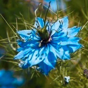 Zaden juffertje-in-het-groen wit of blauw - Nigella sativa, Tuin en Terras, Bloembollen en Zaden, Zaad, Voorjaar, Volle zon, Ophalen of Verzenden