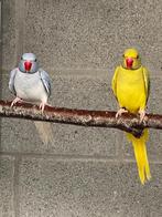 Halsbandparkiet, Dieren en Toebehoren, Geslacht onbekend, Parkiet