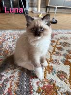 Nog twee kittens beschikbaar Neva Masquerade X Ragdoll, Dieren en Toebehoren, Katten en Kittens | Raskatten | Langhaar, Meerdere dieren