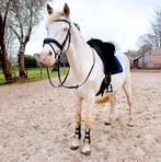 Knappe allround andalusier ruin (Perlino) – 6 Jaar – 1.62, Dieren en Toebehoren, B, Ruin, 3 tot 6 jaar, Gechipt